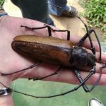 【世界一大きいカブトムシ】最大16cm!?　手のひらよりデカい！　世界最大のカブトムシ　【タイタンオオウスバカミキリ】